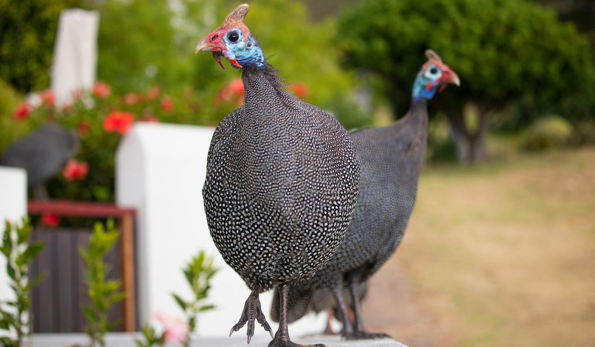 McMurray Hatchery | Blog | Salmon Faverolles Rooster