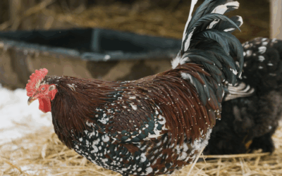 The Pros and Cons of Keeping a Rooster With Gail Damerow
