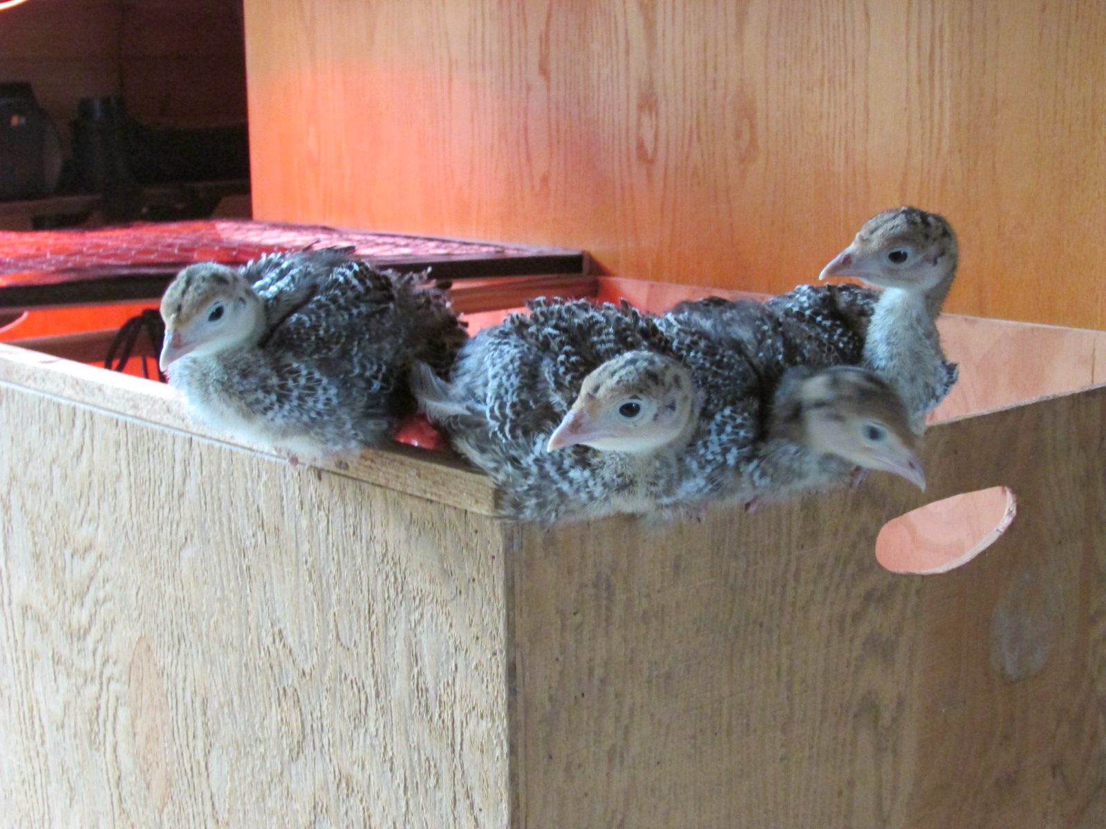 poults_top_brooder Raising Cornish Cross with Anna Christian of Christian & Co.