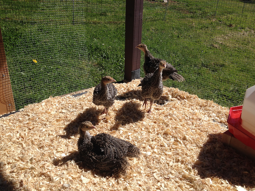 SBenjamin_2_poults_sunporch