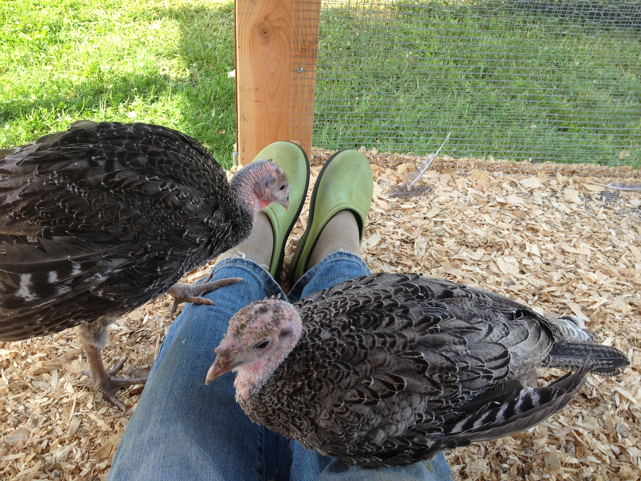 SBenjamin_3_poults_sunporch_socializing