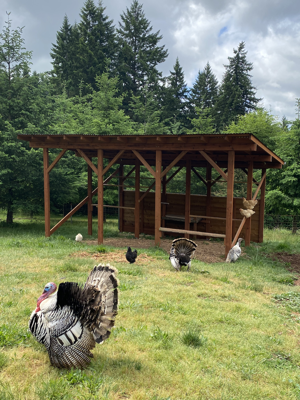 Raising Turkeys for Beginners with Stacy Benjamin of 5R Farm