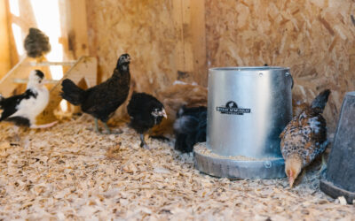 Top Tips for New Chicken Keepers with Gail Damerow