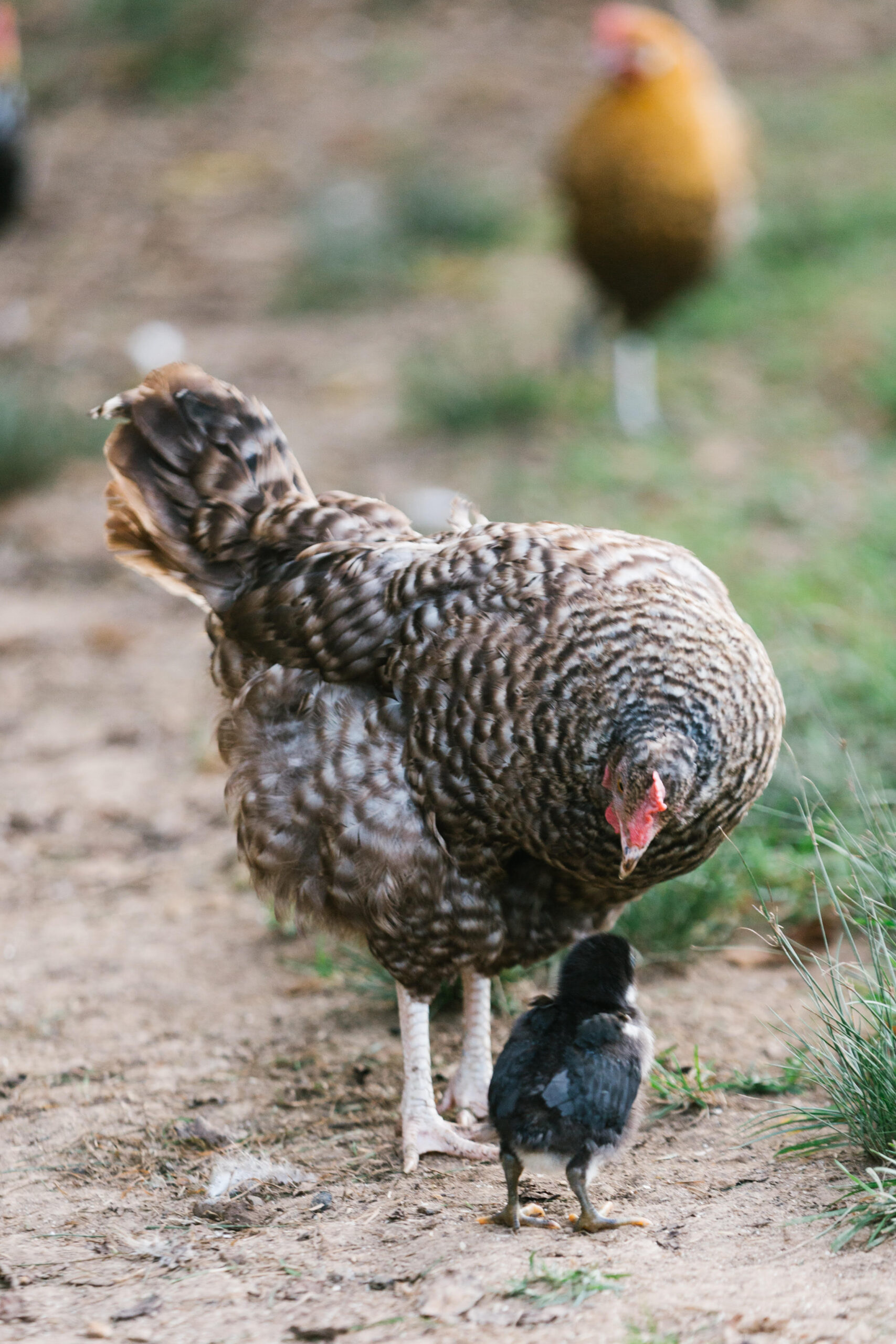 Chickens in a Mobile Coop