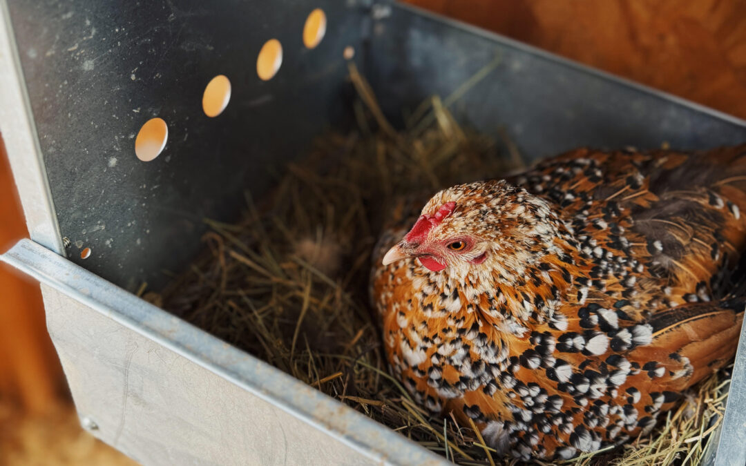 Using Broody Hens With Gail Damerow