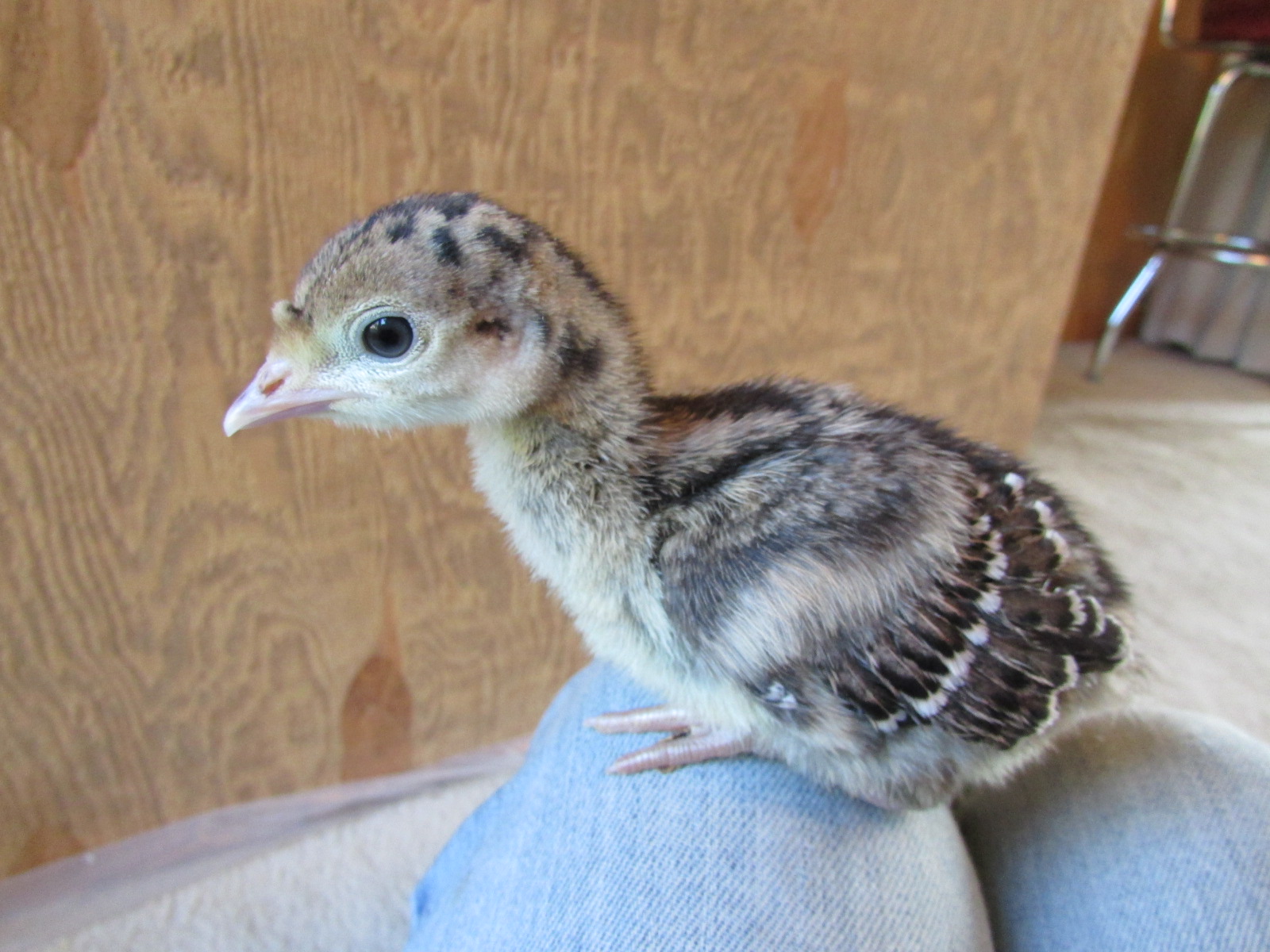 Raising Cornish Cross with Anna Christian of Christian & Co. 