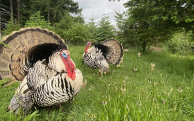 What to Expect When Raising Turkeys