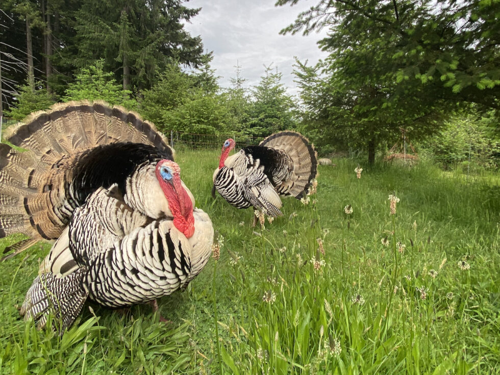What to Expect When Raising Turkeys - Murray McMurray Hatchery Blog