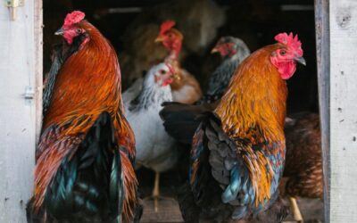 Pecking Order in Chickens with Gail Damerow