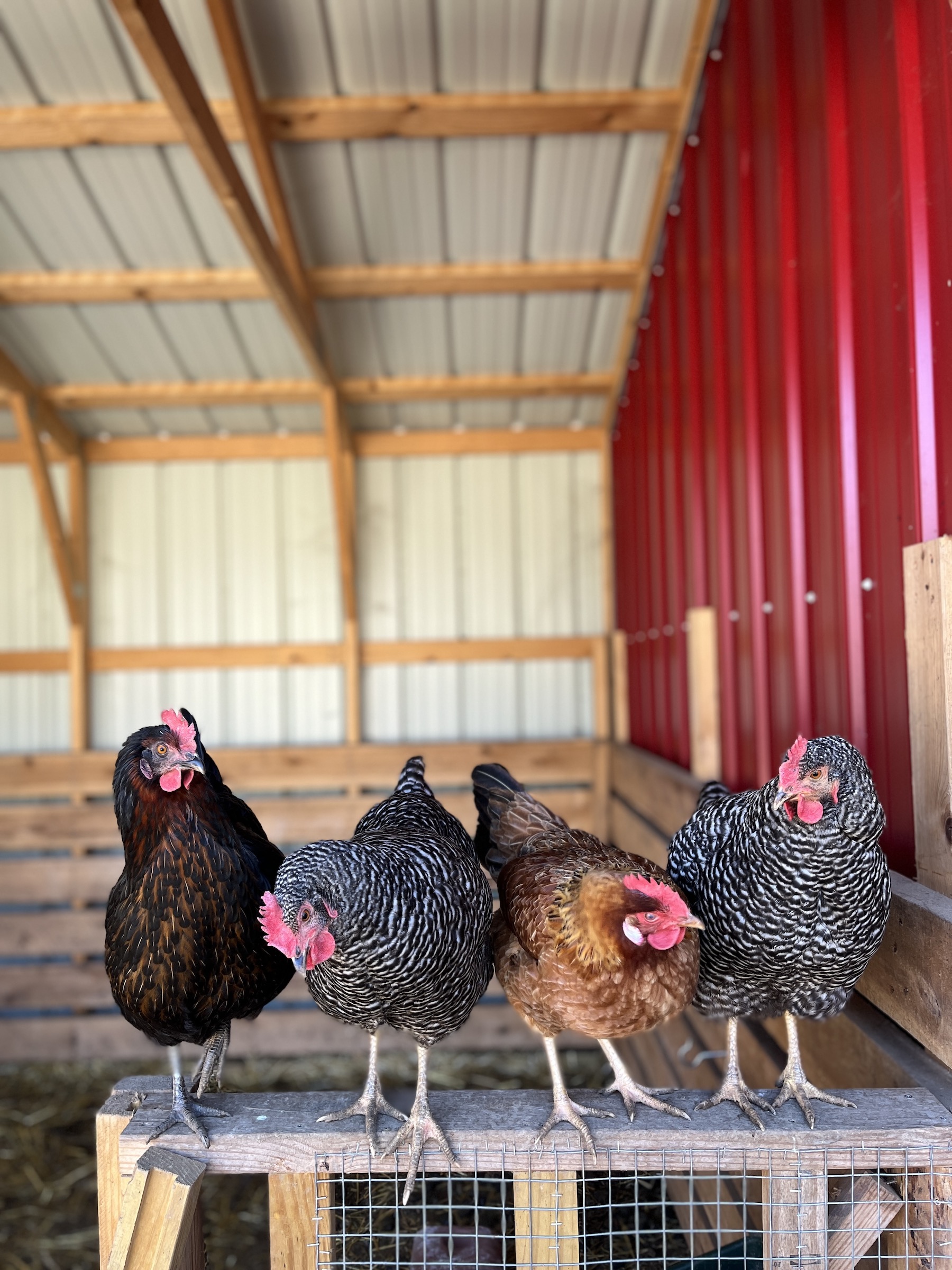 Chickens in a Mobile Coop