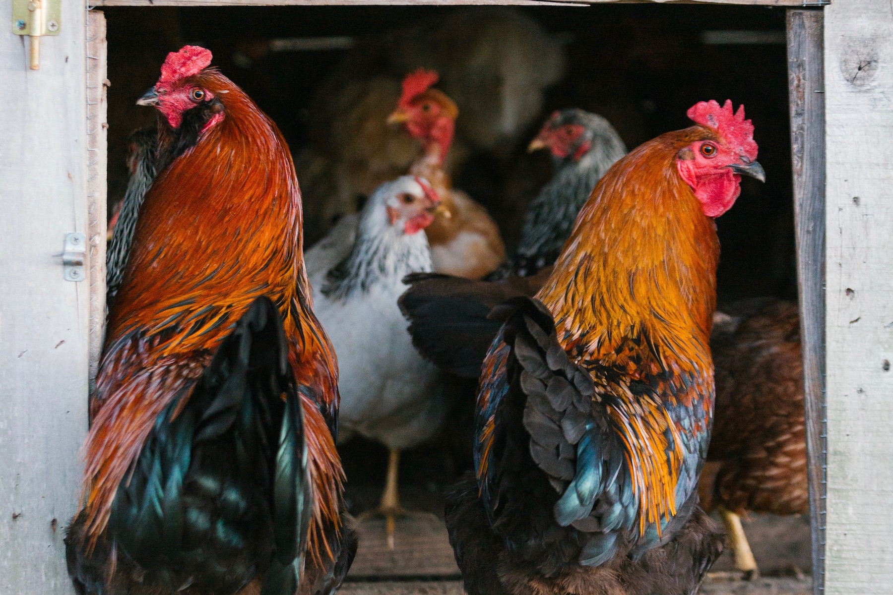 【おまとめ】【Bedtime】【Feeding the chickens】他２点 Pecking Order in Chickens with Gail Damerow - Murray McMurray