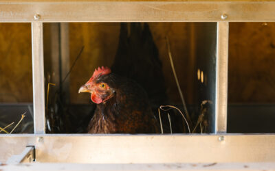 Why Aren’t My Chickens Laying Eggs? | 10 Reasons Why Your Hens Aren’t Laying