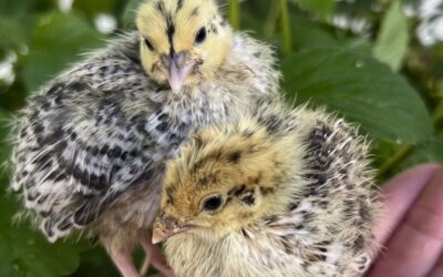 Top Tips for Brooding Quail