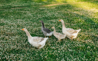 Falling in Love With Backyard Geese