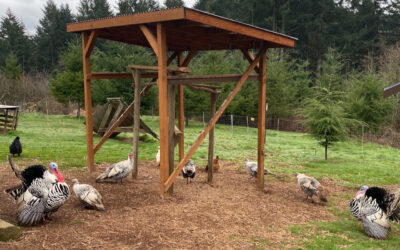 Turkey Housing Options