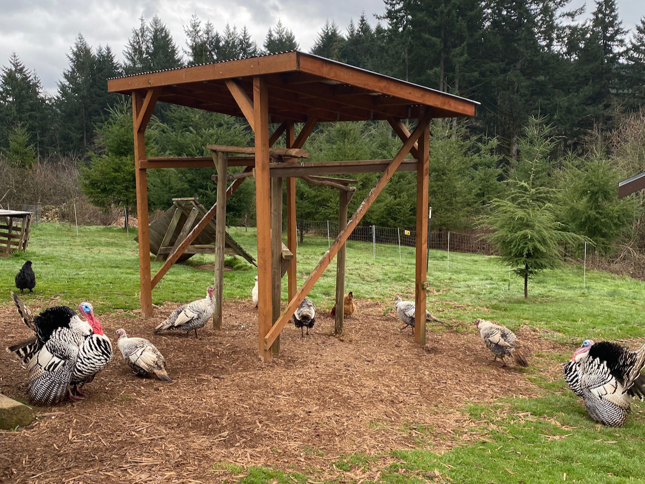 Turkey Housing Options - Murray McMurray Hatchery Blog