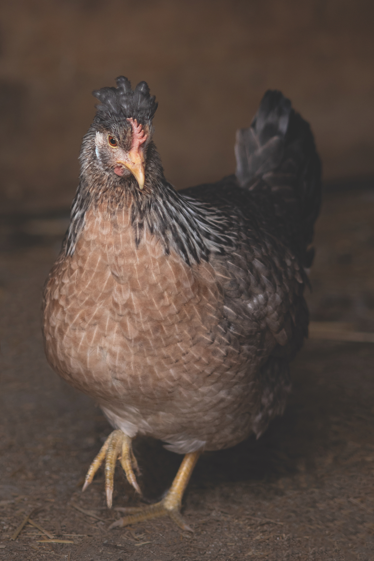 McMurray Hatchery | Blog | Heritage Chickens | Blue Cochin Baby Chicks