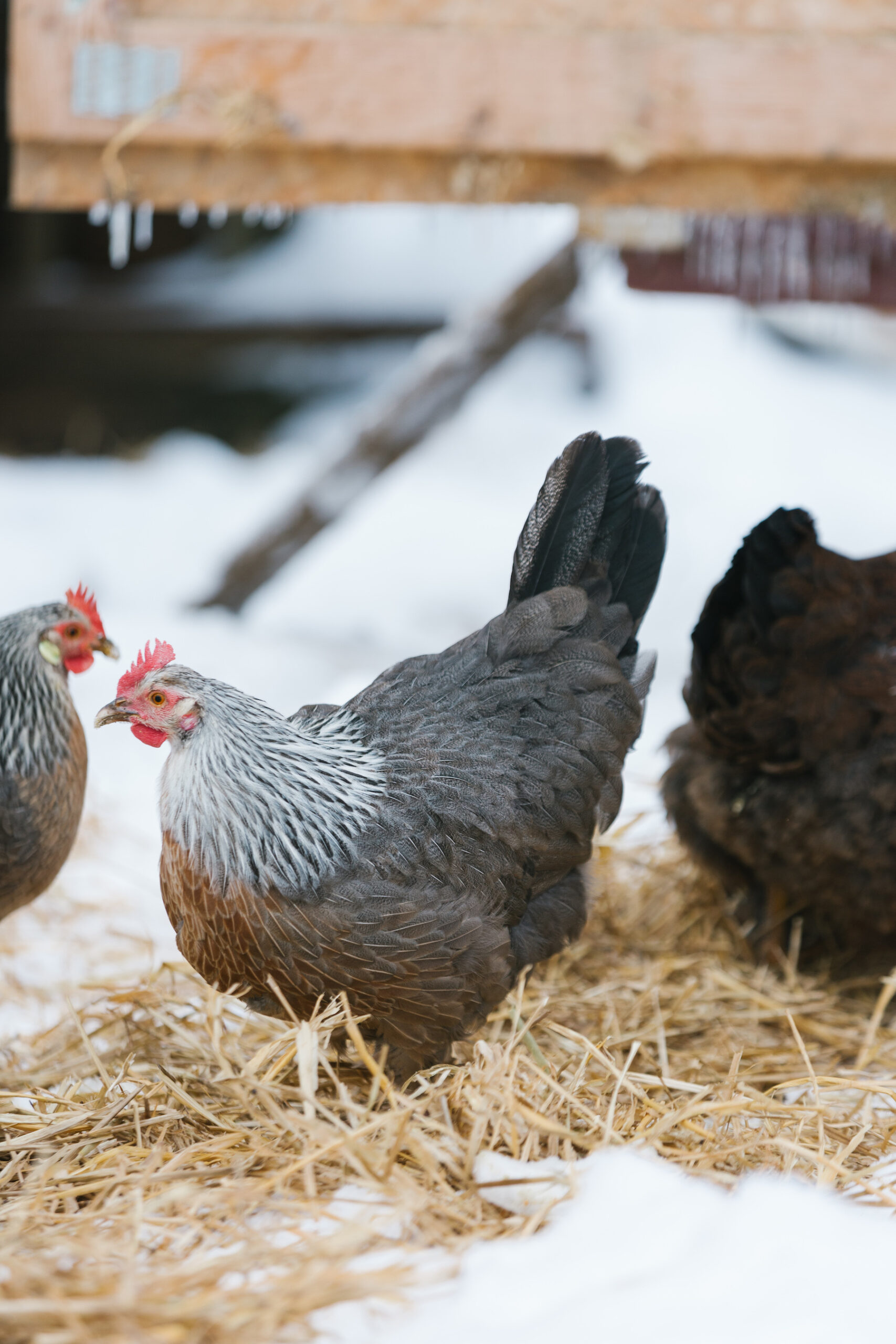 McMurray Hatchery | Blog | Heritage Chickens | Silver Laced Cochins