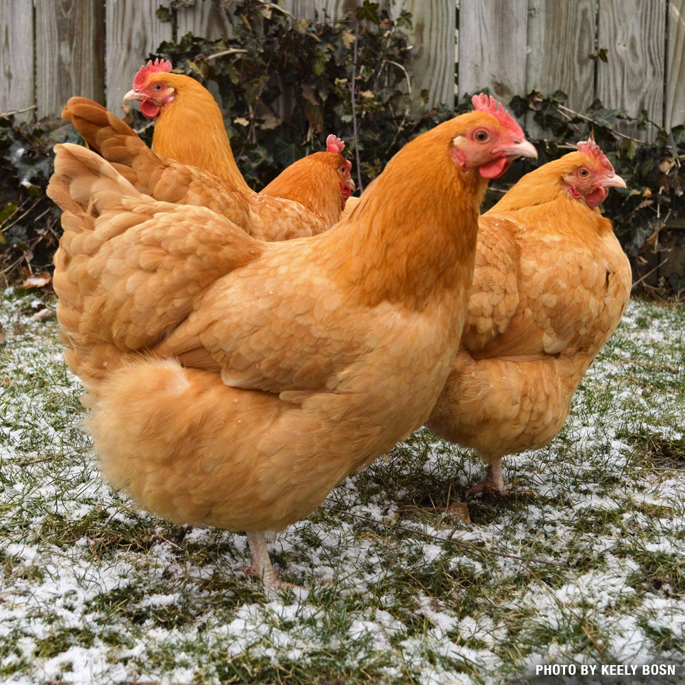 McMurray Hatchery | Blue and Splash Heritage Cochin Chickens
