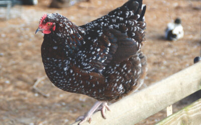 Coffee With the Chicken Ladies Spotlight: The English Class