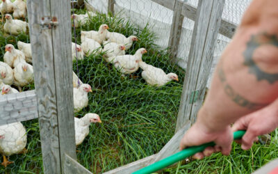 Raising Broilers on Pasture With John Suscovich