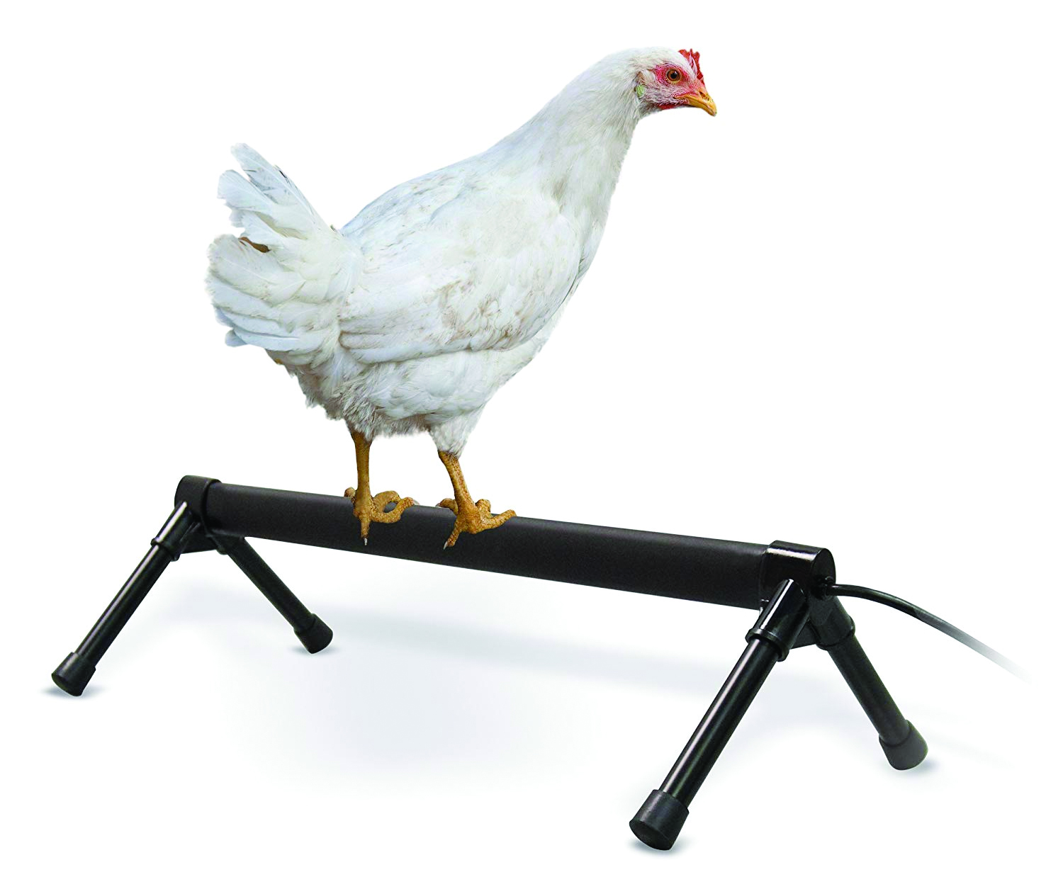 McMurray Hatchery | Thermo Chicken Heated Perch